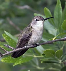 Black-chinned Hummingbird Photo