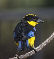 Blue-winger Mountain-Tanager