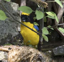 Blue-winger Mountain-Tanager