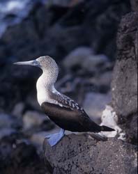Blue-footed Booby Photo
