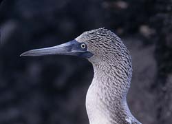 Blue-footed Booby Photo