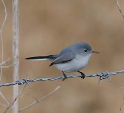 Blue-gray Gnatcatcher Photo