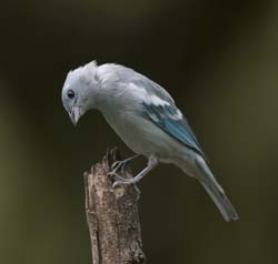 Blue-grey Tanager Photo