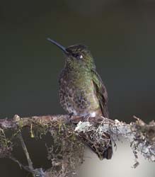 Booted Racket-tailed