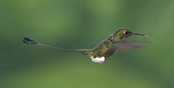 Booted Racket-tailed