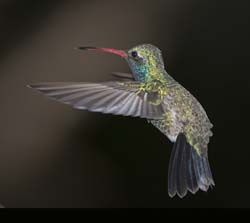 Broad-billed Hummingbird Photo