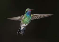 Broad-billed Hummingbird Photo