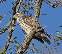 Broad-winged Hawk Photo