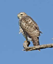 Broad-winged Hawk Photo