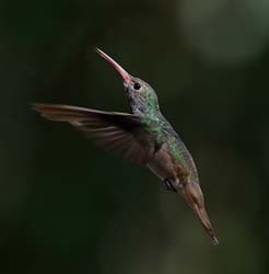 Buff-bellied Hummingbird Photo