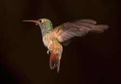 Buff-bellied Hummingbird Photo