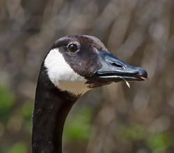 Canadian Goose Photo