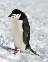 Chinstrap Penguin Photo