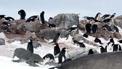 Chinstrap Penguin Photo