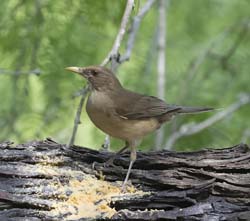 Clay-colored Thrush 