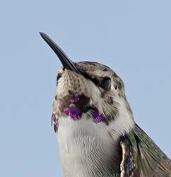 Costa's Hummingbird Photo