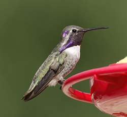 Costa's Hummingbird Photo