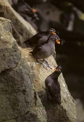 Crested Auklet Photo