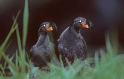 Crested Auklet Photo