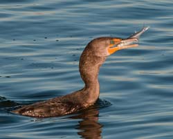 Doubled-crested Cormorant Photo