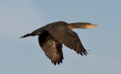 Doubled-crested Cormorant Photo