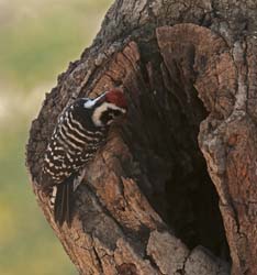 Downey Woodpecker Photo