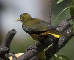 Dusky_green_Oropendola