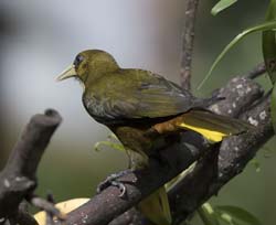 Dusky-green Oropendola Photo