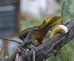 Dusky-green Oropendola Photo
