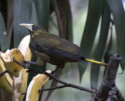 Dusky-green Oropendola Photo