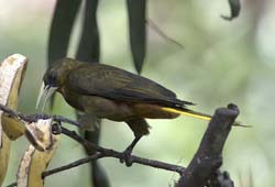 Dusky-green Oropendola Photo