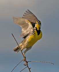 Eastern Meadowlark Photo