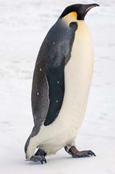 Emperor Penguin Photo