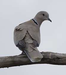 Eurasian-collared Doven Photo