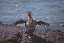 Flightless Cormorant Photo