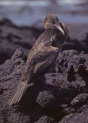 Flightless Cormorant Photo