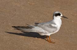 Forster's Tern Photo