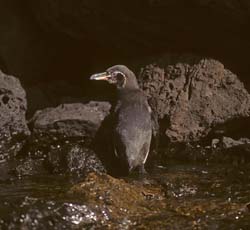 Galapagos Penguin Photo