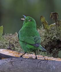 Glistening-green TanagerGlistening-green Tanager