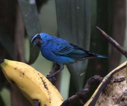 Golden-naped Tanager Photo