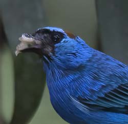Golden-naped Tanager Photo