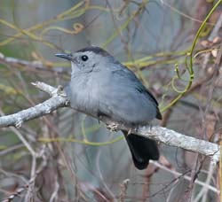 Gray Catbird Photo