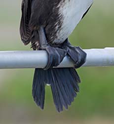 Great Cormorant Photo