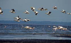 Great White Pelican Photo