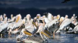 Great White Pelican Photo