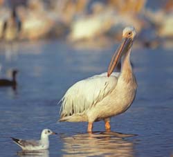 Great White Pelican
