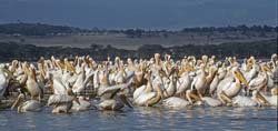 Great White Pelican Photo