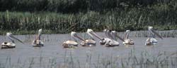 Great White Pelican Photo