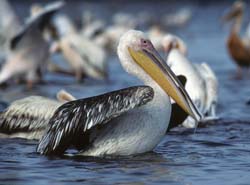 Great White Pelican Photo