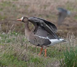 Greater White-fronted Goose Photo